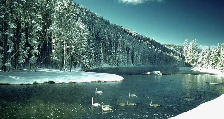 Sabe-se que há extremófilos vivendo no Parque Yellowstone, nos Estados Unidos