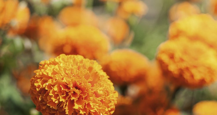 Hidrate o rosto e controle o pH da pele com esta máscara feita à base de flores