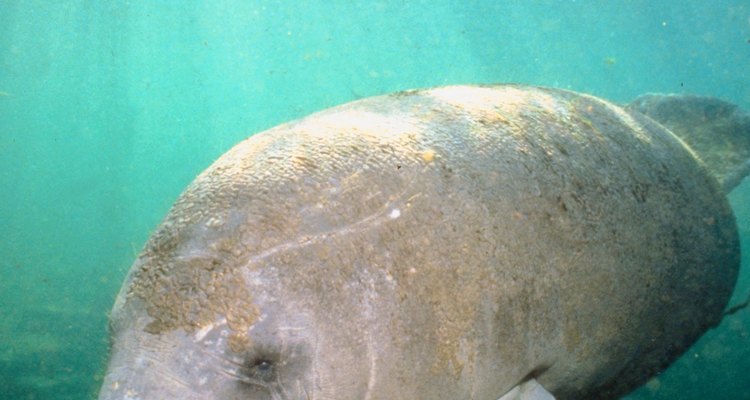 A manatee glides along in search of food.