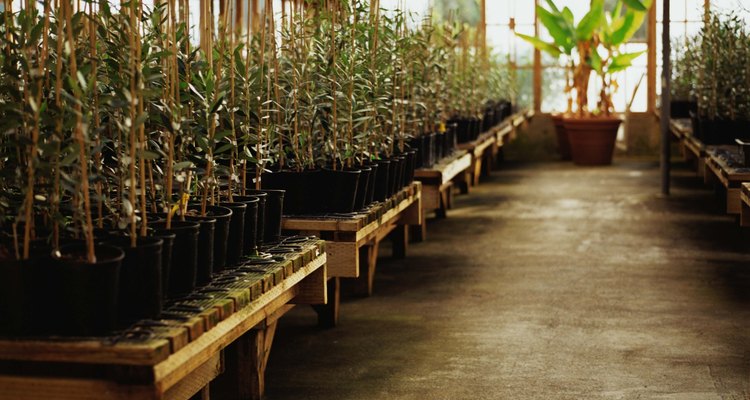 Los jardines hidropónicos requieren una bahía de crecimiento y una solución nutritiva.