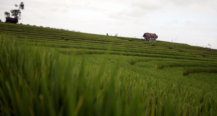 Cruza alrededor de los campos de arroz extendidos por todo el centro de Bali.
