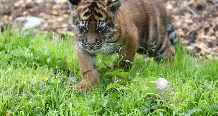 Tienes que estar preparado a pagar US$25.000 por el cachorro de tigre.