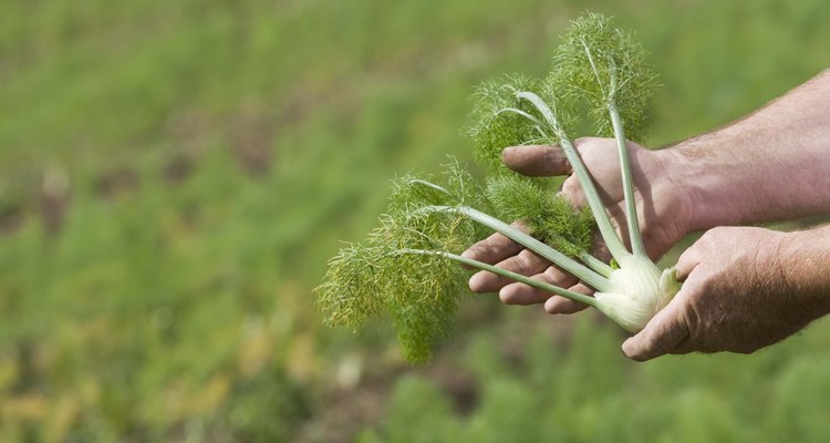 Todas las partes de la planta hinojo son comestibles.