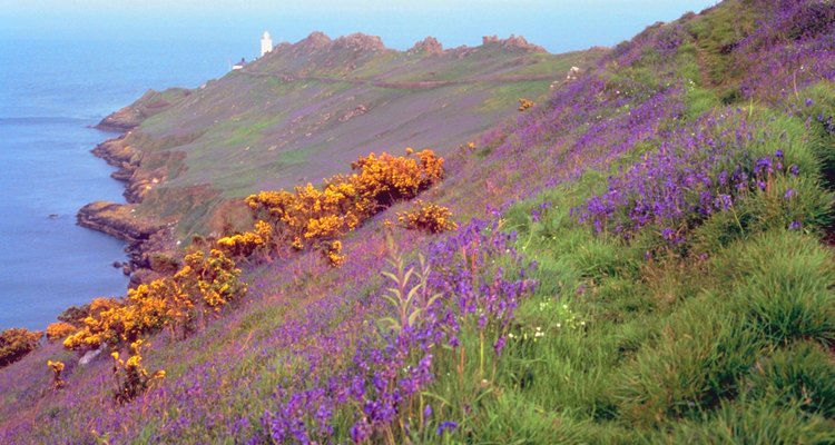 Heather and lavender may naturalise in some areas.