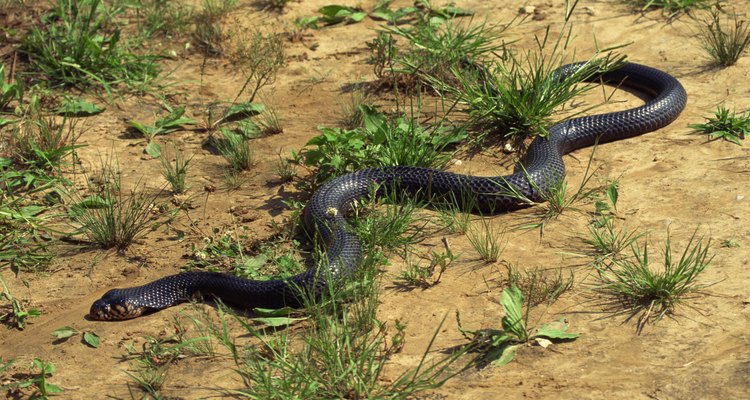 Las serpientes corredoras y las negras son colúbridas y tienen un solo pulmón.