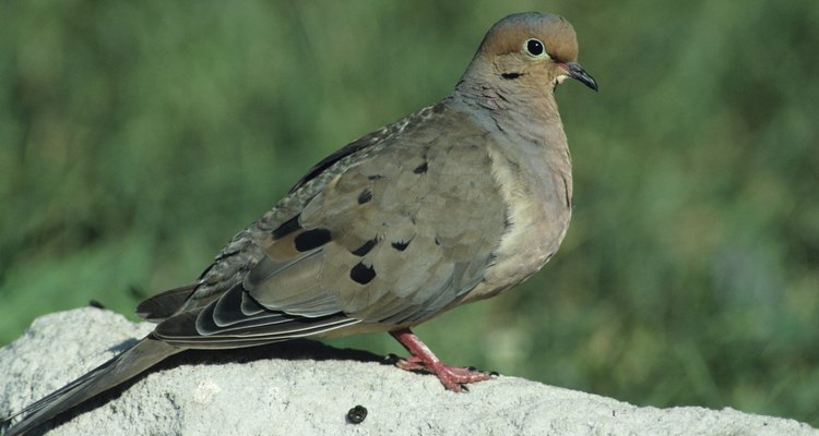 Mourning dove on rock, North American upland game bird