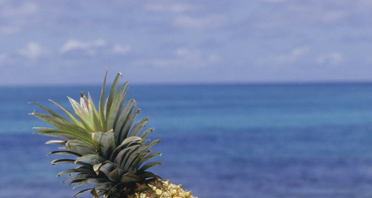 Las frutas tropicales crecen y se cultivan en climas cálidos.