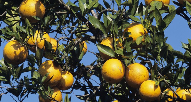 Los naranjos trifoliadas, agrios, mandarinas y tangor tienden a ser algunas de las variedades más espinosas.