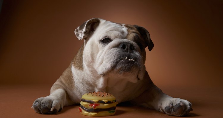 Alimenta a tu bulldog con alimento para cachorros hasta su primer cumpleaños.