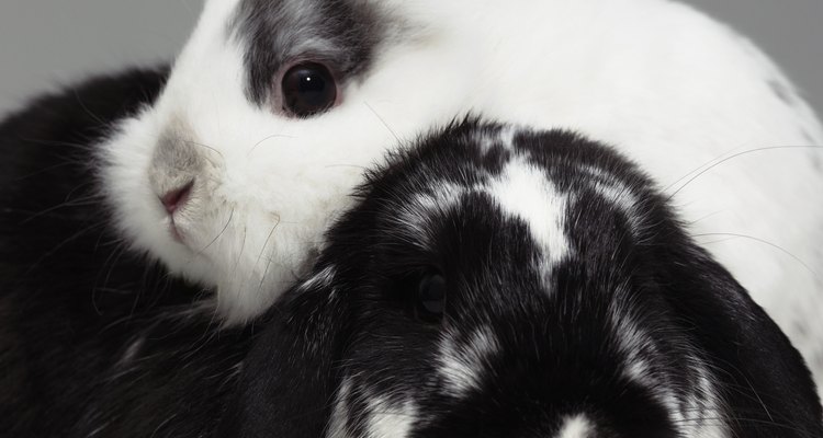 Os coelhos que são mantidos em áreas externas estão propensos a pulgas, carrapatos e ácaros
