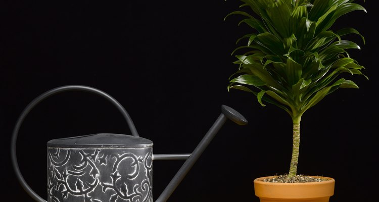 Cultivar aguacates en una maceta
