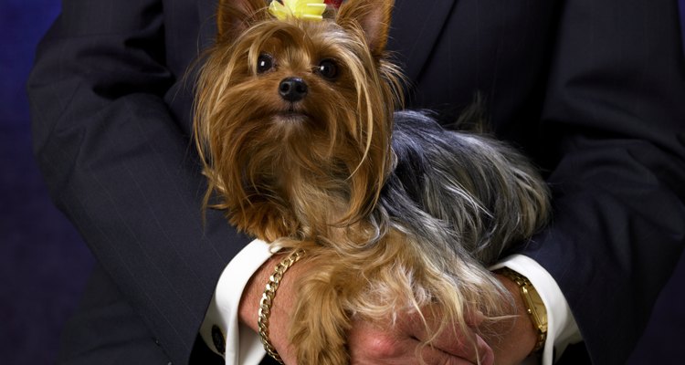 Fazer penteados na franja do cachorro é uma escolha do dono