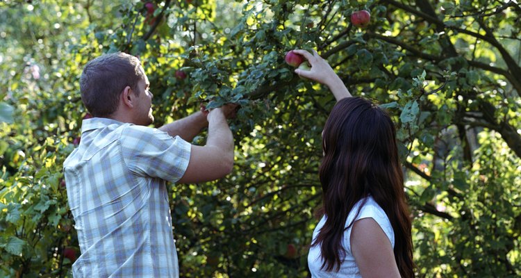 La mayoría de las manzanas son recogidas a mano, lo que es más fácil con las plantas más cortas.