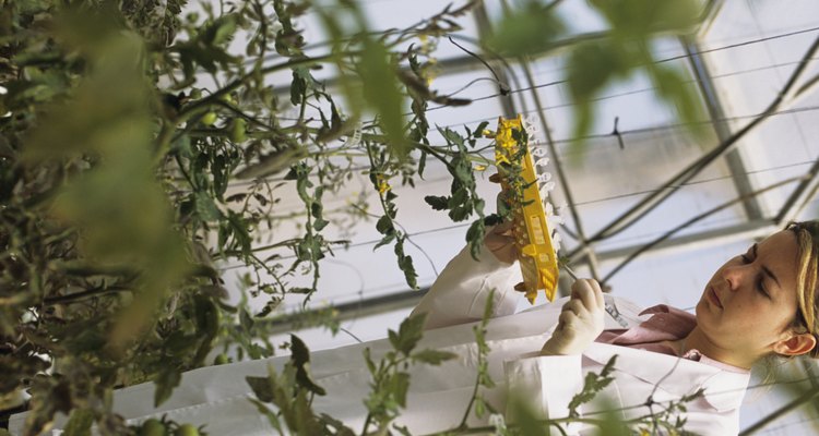 La pared celular de una planta tiene una barrera que se prensa contra la membrana y que la utiliza para mantener una estructura rígida.