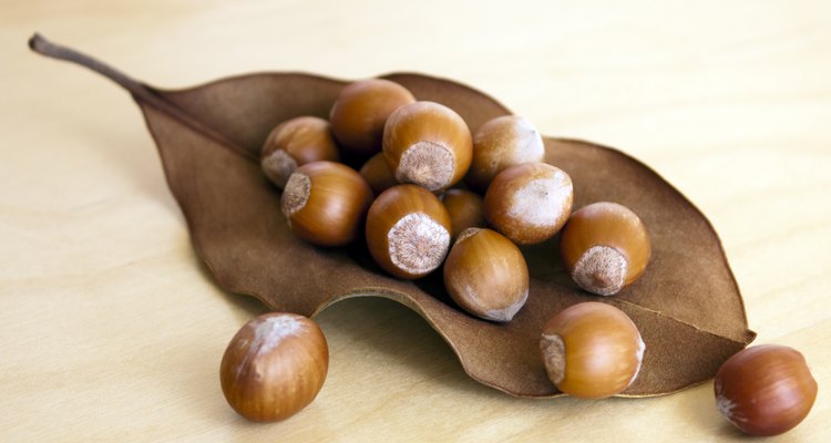 Hazelnuts on a dry leaf