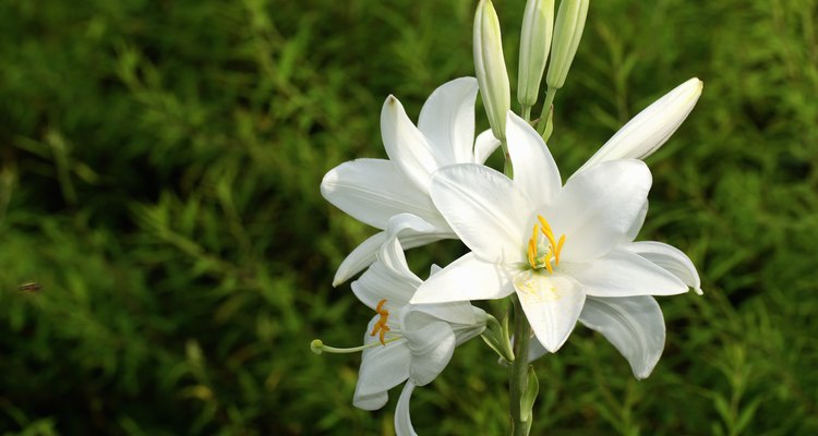 El lirio blanco es una flor de seis pétalos con seis estambres.