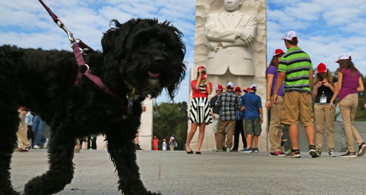 Colocar un microchip es un procedimiento sencillo, indoloro y barato y que se ofrece en muchas partes para tu perro.