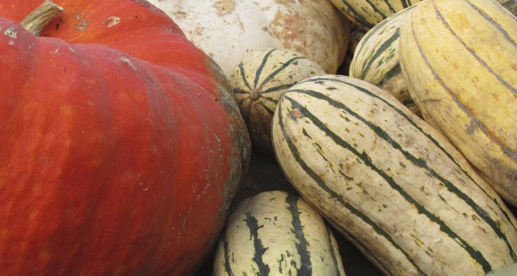 Delicata Squash And Pumpkins