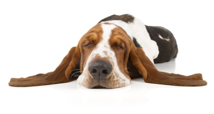 Los perros con orejas colgantes son más propensos a desarrollar infecciones en el oído.