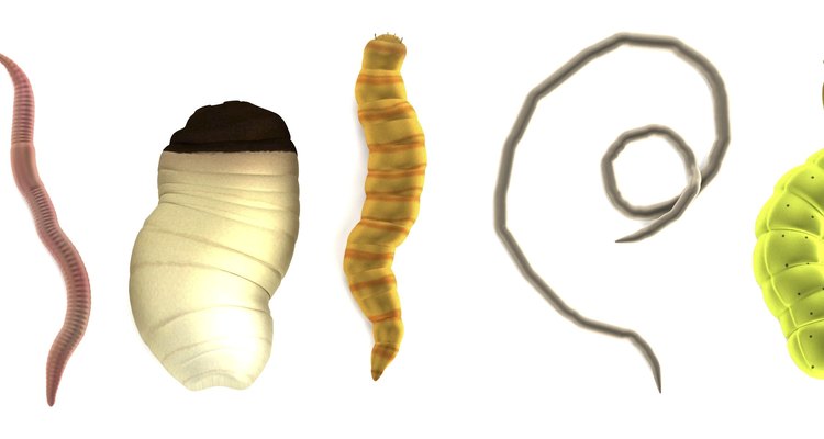 Grub worms are the pupae of a range of insects.