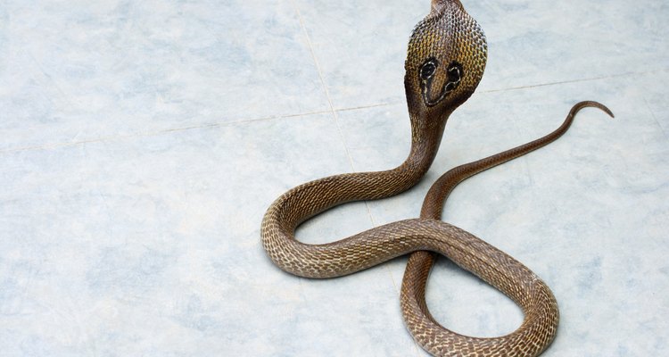 La cobra real es la más grande de las serpientes venenosas terrestres.