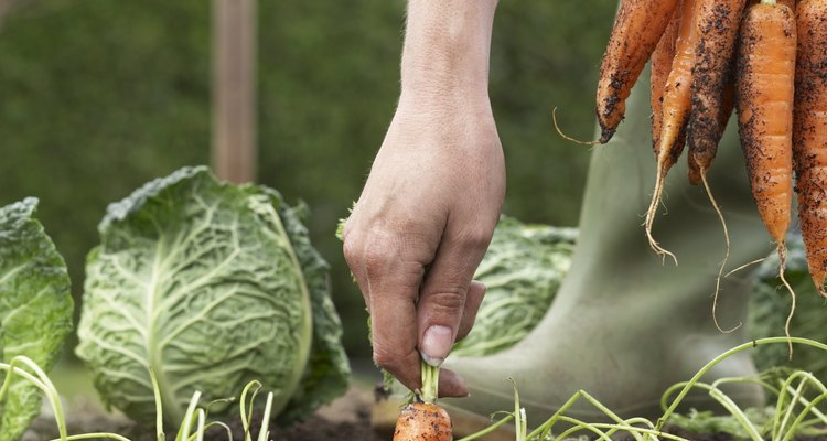 Agarra la parte superior de la zanahoria cerca de la tierra cuidadosamente.