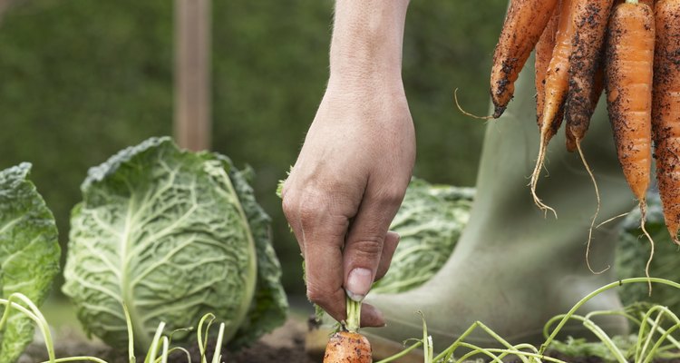 La mayoría de zanahorias cultivadas son anaranjadas, pero también hay variedades blancas y amarillas.