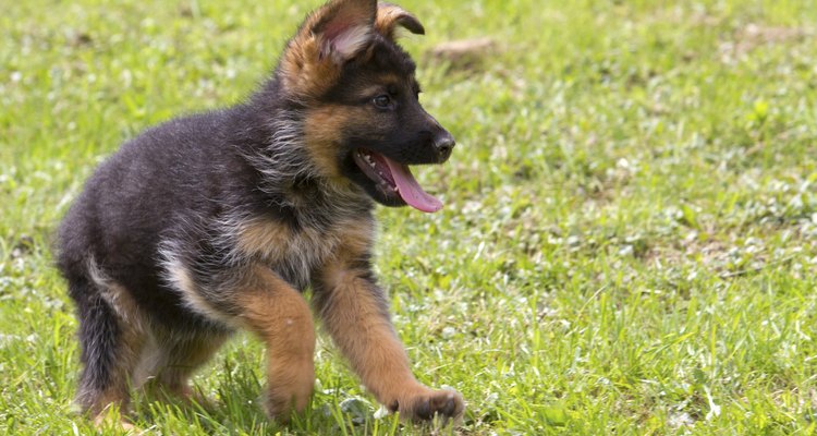 O pastor alemão é uma raça de cão que gosta de trabalhar