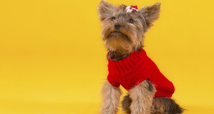 Small dogs appreciate warm clothing in the winter.