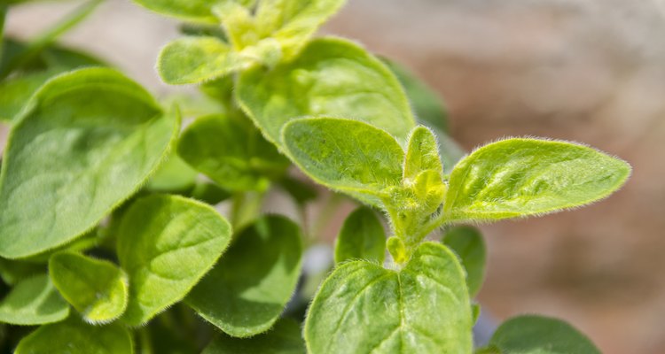 oregano