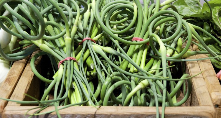 Garlic scapes (green garlic tops) at the farmer's market