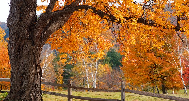 La gloria del arce de azúcar en otoño.