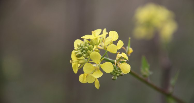 Macro Canola Flower