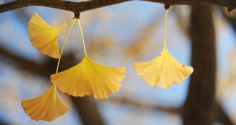 Yellow Ginkyo leaves in Autumn