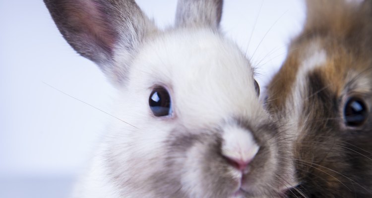 Si se crían como se debe, los conejos pueden ser mascotas longevas y amistosas.