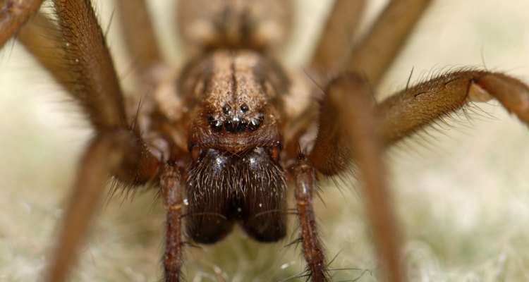 Detalhes da aranha marrom