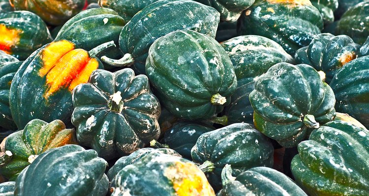 Acorn Squash Autumn Harvest