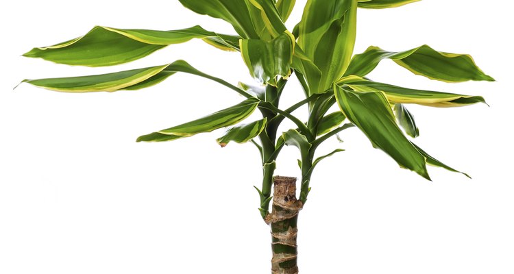 imagen de una Dracaena Fragans en una maceta para interiores