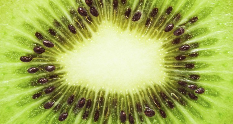 Las parras de kiwi crecen vigorosamente y si las mantienes podadas, te recompensarán con grandes cosechas de fruta.