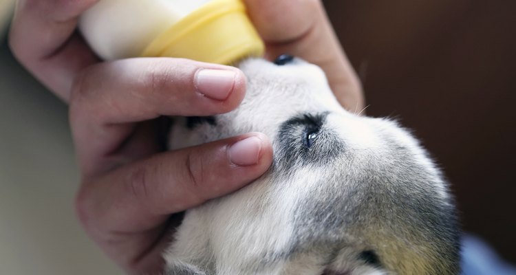 Helping in a rescue shelter is great experience for a 12 year old.