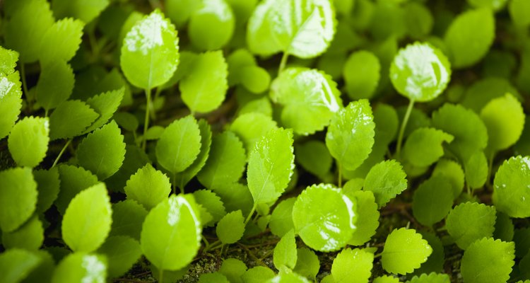 O processo fossintético das plantas é diferente do das bactérias