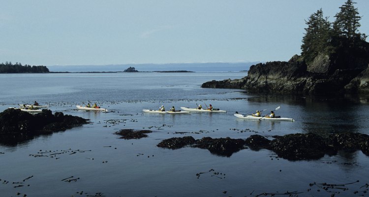 Los tours en kayak están disponibles dentro y en los alrededores de Victoria, Canadá.