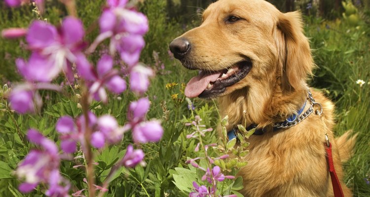 Os animais de raças grandes de meia idade, como o golden retriever, são propensos a lamber excessivamente