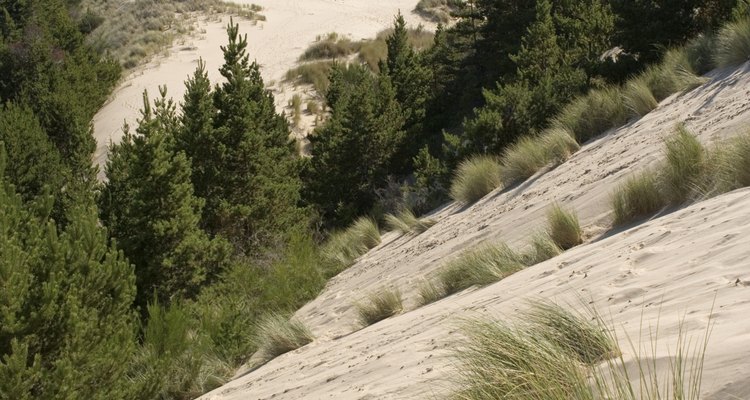 Ornamental grasses can slow erosion along a slope.