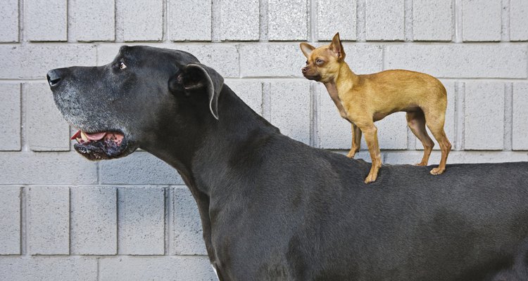 Se as costelas do seu cachorro estão facilmente visíveis, ele está muito magro