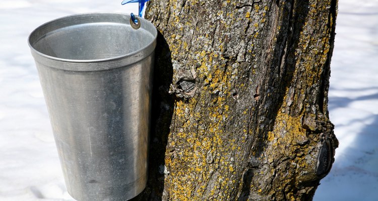 Sugar maple pail on tree