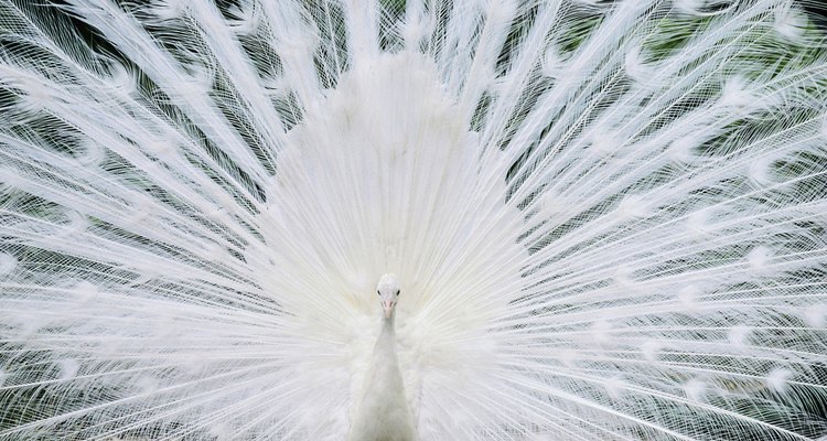 O pavão branco pode representar o olho de Deus, que tudo sabe e tudo vê