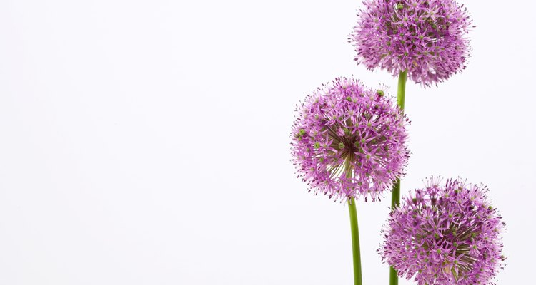 Alliums.