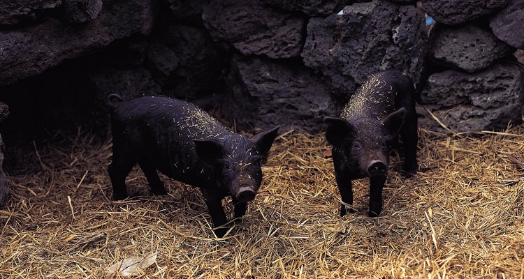 Muitos fazendeiros criam porcos para abate