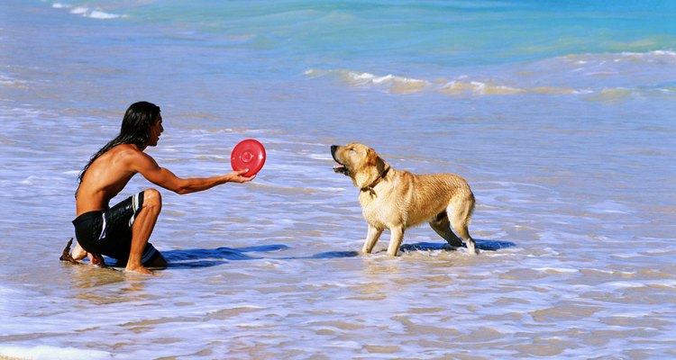 Man and dog in ocean surf Man holding  plastic toy